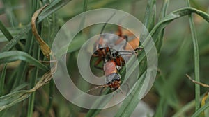 cantharis fusca bugs in green grass