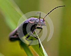 Cantharis fusca