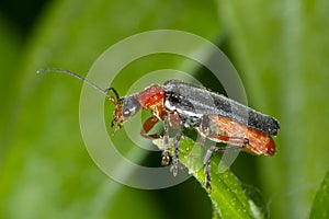 Cantharis livida