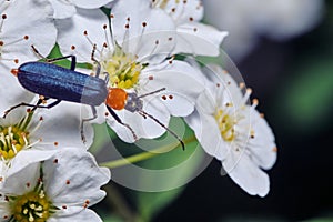 Cantharis rustica bug sitting on the white spiraea blossoms