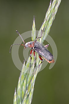 Cantharis Rustica - Leatherwing or Soldier Beetle.resting on blade of grass