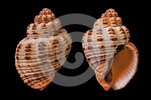 Cantharus melanostoma