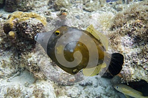 White spotted file fish in coral reef photo