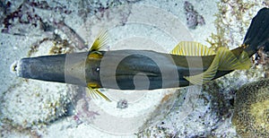 White spotted file fish from top photo