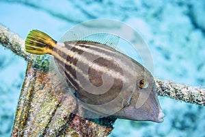 Cantherhines pullus,filefish ,orangespotted filefish