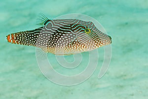 Canthigaster solandri - Andaman Sea photo