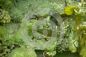 Canthigaster solandri is a beautiful coral fish with a brown body and distinctive green spots and elastics. Spotted sharpnose.