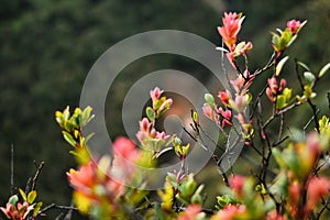 Cantigi trees usually grow in highlands or mountains.