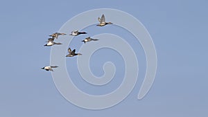 Canvas Back ducks in flight for Spring migration