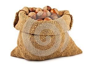 Canvas bag with ripe hazelnuts