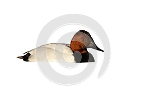 Canvasback, Aythya valisineria