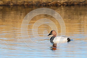 Canvasback (Aythya valisineria)