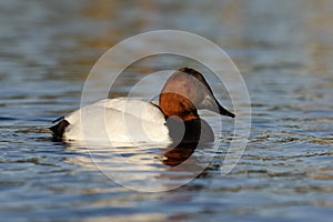 Canvasback, Aythya valisineria