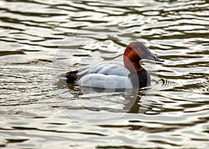 Canvasback (Aythya valisineria) in North America