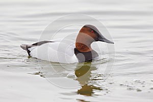 Canvasback drake duck in water photo