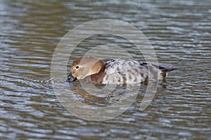 Canvasback Duck