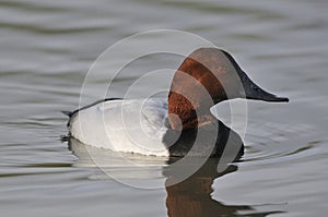 Canvasback Duck photo