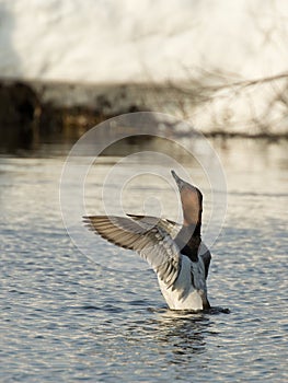 Canvasback Duck