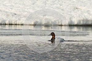 Canvasback Duck