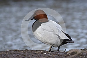 Canvasback Duck photo