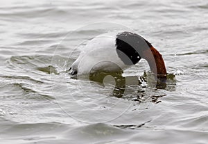 Canvasback duck diving in water photo
