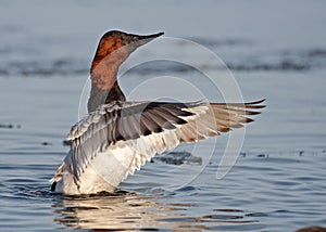 Canvasback photo