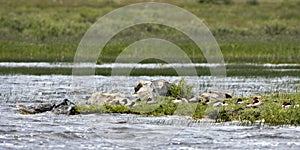 Canvasback Ducks on a windy day in Arapaho National Wildlife Refuge photo