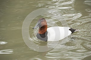 Canvasback Duck male swims in a pond.