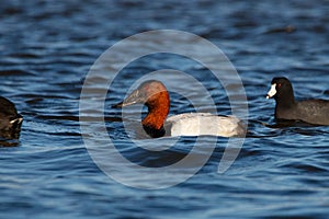 Canvasback Duck at the Pea Island NWR North Carolina