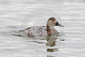 Canvasback female duck in water photo