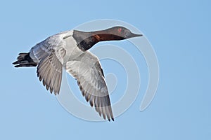 Canvasback Flying