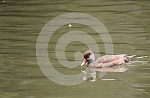 Canvasback Male Duck