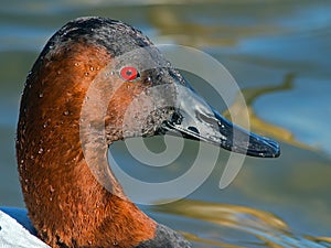 Canvasback photo