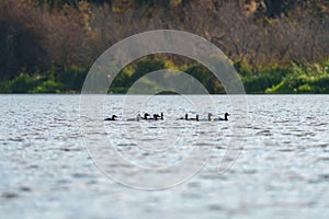 Canvasback resting in a lake