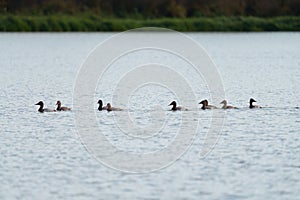 Canvasback resting in a lake