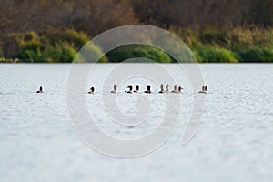 Canvasback resting in a lake