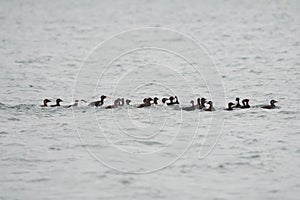 Canvasback resting in a lake