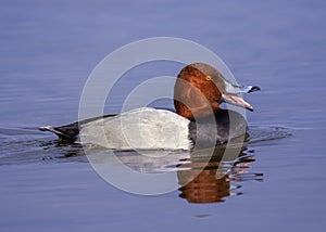 Canvasback Swimming in the Choptank River photo