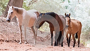 Canyon de Chelly Horses