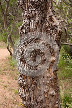 Canyon of the Eagles hiking trail