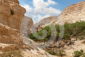 Canyon of Ein Avdat National Park, the Negev Desert, Southern Israel