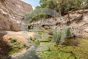 Canyon of Ein Avdat National Park, the Negev Desert, Southern Israel