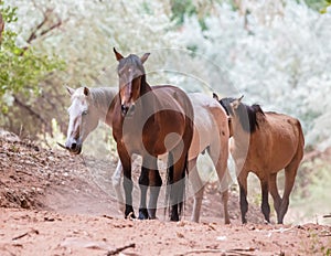 Canyon Horses