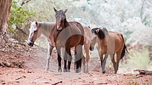 Canyon Horses