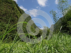 Canyon and impressive vegetal walls on the way to Salazie, Reunion island