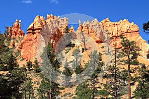 Canyon National Park with Queens Garden Hoodoos and Pines, Southwest Desert Landscape, Utah