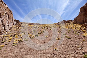 Canyon with peruvian feathergrass in the Puna de Atacama, Argentina photo