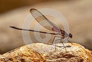 Canyon Rubyspot Damselfly