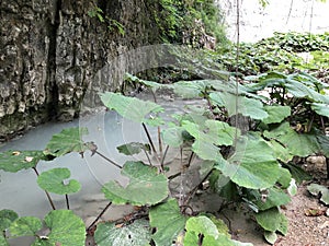 The canyon of the stream below the Sopot waterfall, Pican - Istria, Croatia - Kanjon potoka pod slapom Sopot, PiÄ‡an - Hrvatska