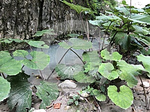 The canyon of the stream below the Sopot waterfall, Pican - Istria, Croatia - Kanjon potoka pod slapom Sopot, PiÄ‡an - Hrvatska